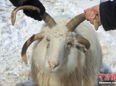 চীনে চার-শিঙা বকরি, দর্শকদের চোখে বিস্ময়