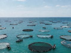 মেরিকালচারে বিপ্লবের পথে বাংলাদেশ