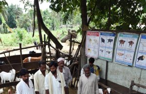 রোগব্যাধি ও ভ্যাকসিন ব্যবস্থাপনা: খামারগুলো কেন সবচেয়ে ঝুঁকিতে