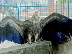 ‘হিমালয় গৃধিনী’: কেন পথ হারাল সিরাজগঞ্জ ও কুড়িগ্রামে?