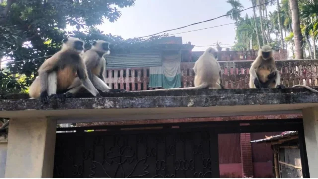 বিভিন্ন বাসা-বাড়ির ছাদে ঘুরছে হনুমান