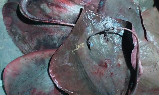 শালপাতা মাছ