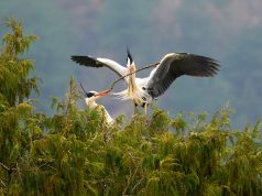 বসন্তের আবাহন: বক পাখিদের নীড় বাঁধার উৎসব