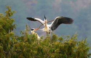 বসন্তের আবাহন: বক পাখিদের নীড় বাঁধার উৎসব