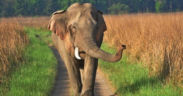 এই সেই ঘাতক হাতি। ছিবি সংগৃহীত