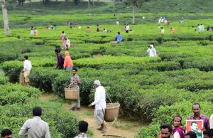 মৌলভীবাজার-৪: জয়-পরাজয়ের চাবিকাঠি চা শ্রমিকদের হাতে