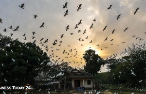 যেখানে প্রতিদিন সূর্য ডোবার পর সহস্র ডানার মেলা