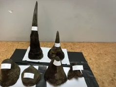 চোরাপথে লাওস যাওয়ার পথে ধরা ১২ কেজি গণ্ডারের শিং