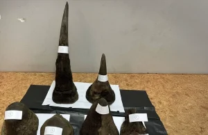 চোরাপথে লাওস যাওয়ার পথে ধরা ১২ কেজি গণ্ডারের শিং