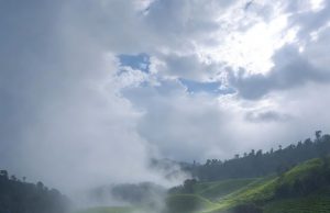বৃষ্টির আশীর্বাদে চা উৎপাদন লক্ষ্য অর্জনের নতুন আশা