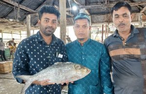 বিষখালীতে ধরা পড়ল ‘রাজা ইলিশ’, আড়তে হুলস্থুল