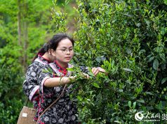 চীনের দক্ষিণ-পশ্চিমাঞ্চলে চা উৎপাদনের ভরা মওসুম