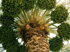 বাংলাদেশে খেজুর বিপ্লব না কি চারার ব্যবসার নামে শুভঙ্করের ফাঁকি?