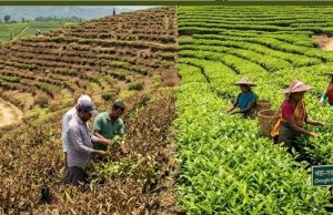 জলবায়ু পরিবর্তনের থাবায় পুড়ছে চা পাতা: সংকটে বৈশ্বিক উৎপাদন