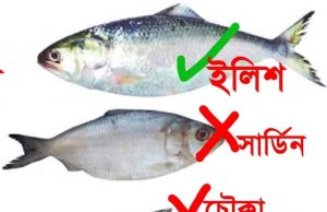 ‘নকল ইলিশ’ ফাঁদ, পাড়ায় পাড়ায় ক্রেতা ঠকানোর কারবার
