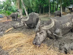 অবশেষে মুক্ত চার অবলা প্রাণীর চোখে স্বস্তির আলো